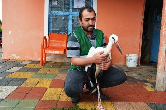 Yuvasından düşen leylek Bünyan Belediyesi’ne emanet