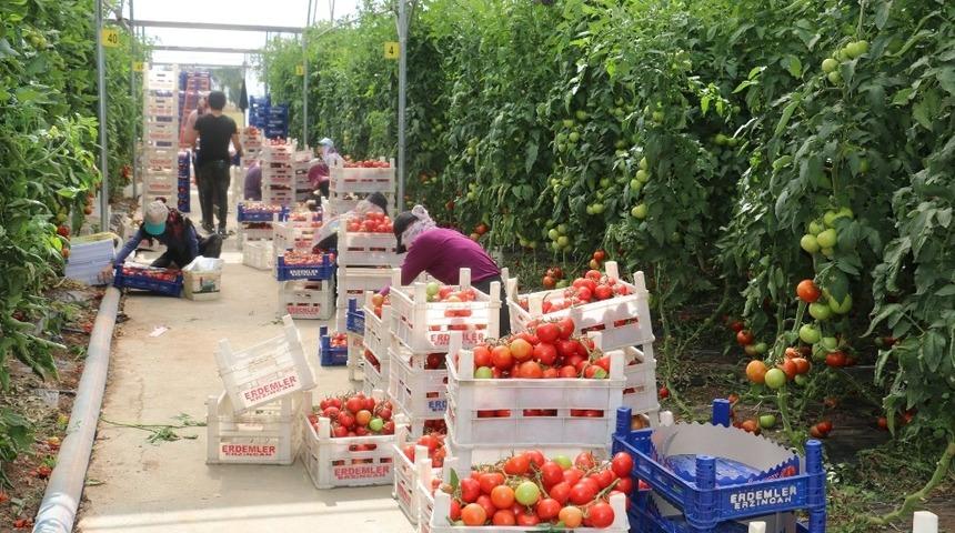 Erzincan&rsquo;da domates &uuml;retimi artıyor