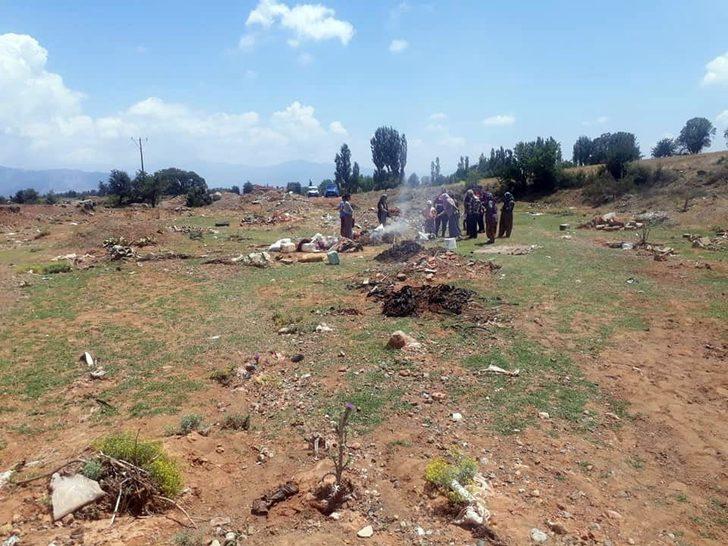 Yedikleri samandan zehirlenen 3 koyun telef oldu G2