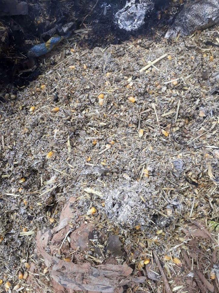 Yedikleri samandan zehirlenen 3 koyun telef oldu G4