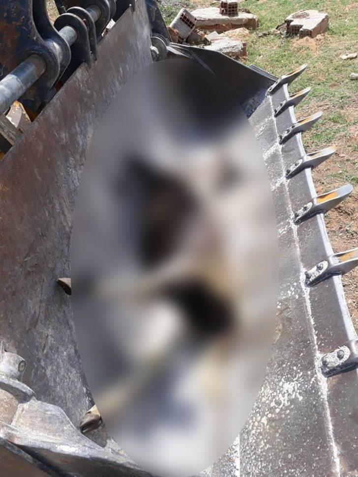 Yedikleri samandan zehirlenen 3 koyun telef oldu G5