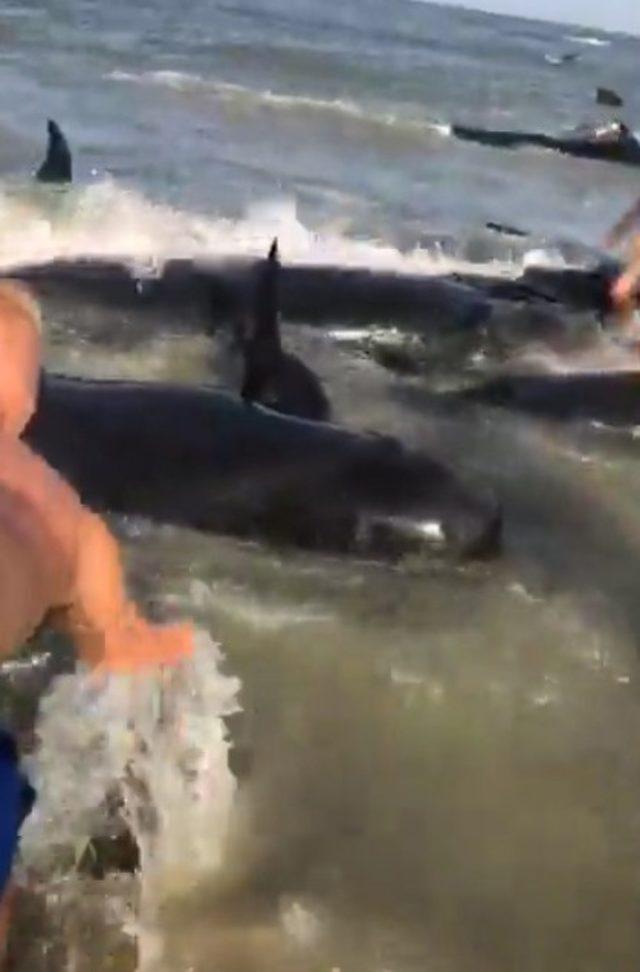 Kıyıya vuran balinaları kurtarma operasyonu 1