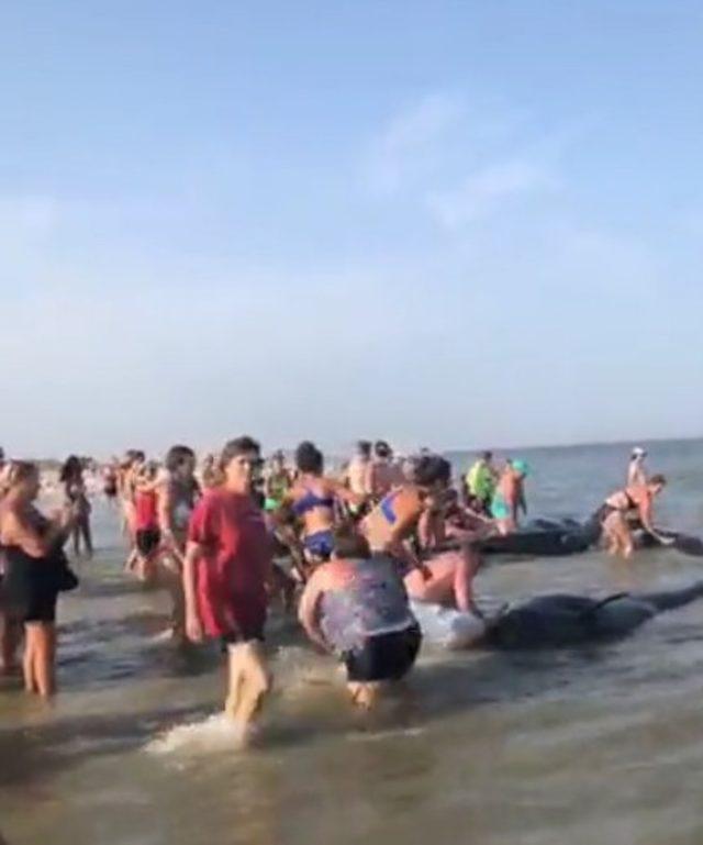 Kıyıya vuran balinaları kurtarma operasyonu 2