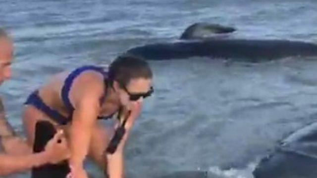 Kıyıya vuran balinaları kurtarma operasyonu