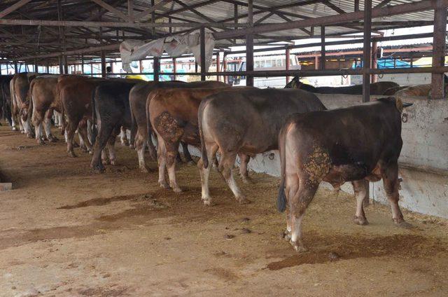 Kurbanlık pazarının en büyüğü 'Kral', 23 bin liraya satıldı