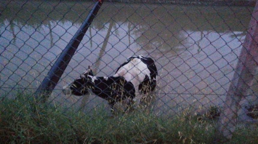 Su kanalına d&uuml;şen ineği itfaiye halatla kurtardı
