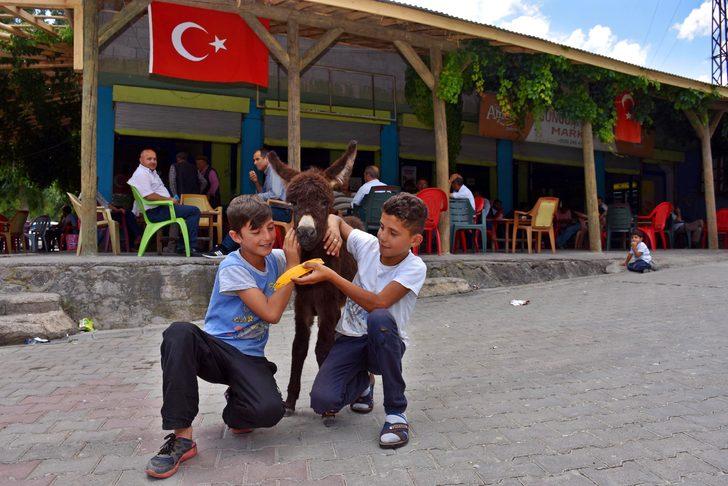 Annesi ölen sıpayı biberonla besliyorlar G2