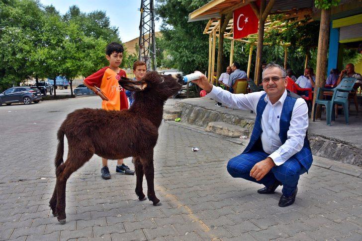 Annesi ölen sıpayı biberonla besliyorlar G3