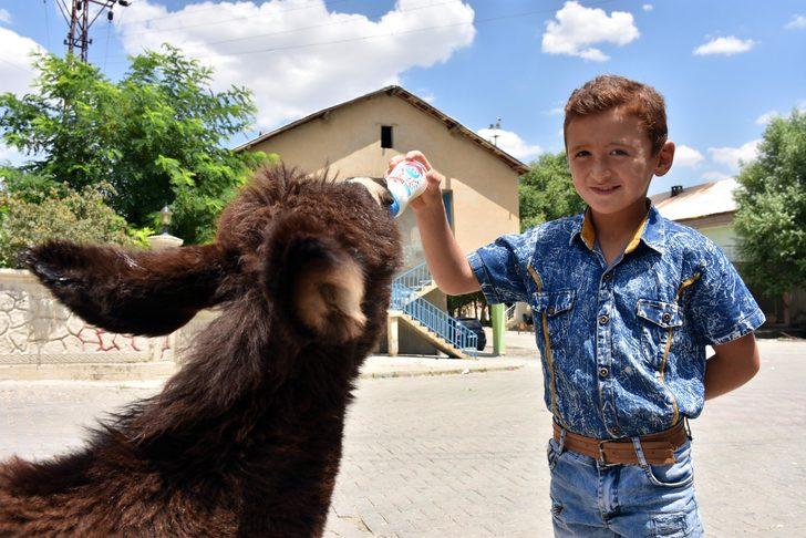 Annesi ölen sıpayı biberonla besliyorlar G5