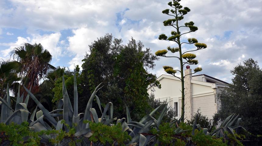 Marmaris'te &ccedil;i&ccedil;ek a&ccedil;an agave bitkisi ilgi &ccedil;ekti