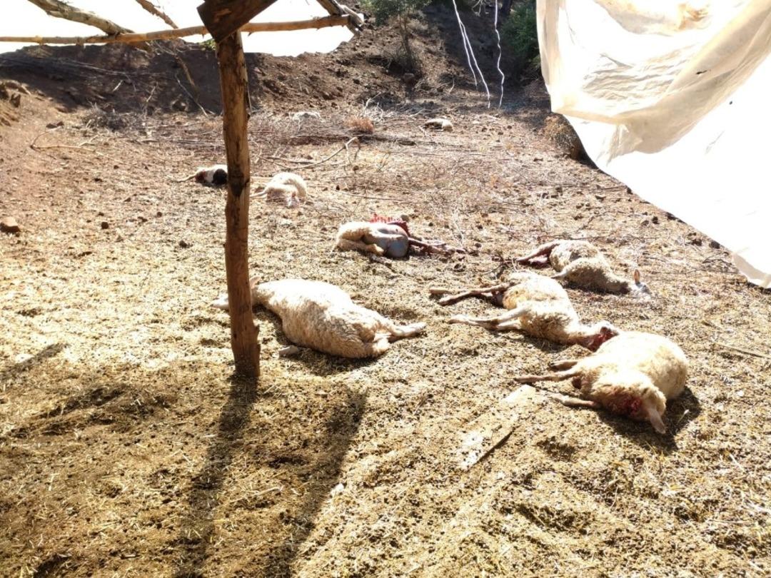 Kurt saldırısında 13 k&uuml;&ccedil;&uuml;kbaş hayvan telef oldu