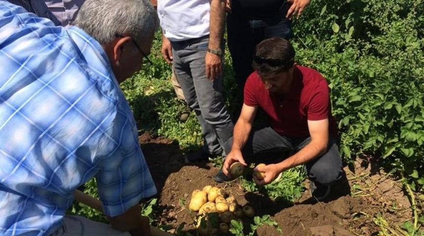 Iğdır&rsquo;da ekimi yapılan patates hasat edildi