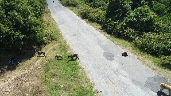  Köpekler İstanbul'daki o köyü istila etti! G2