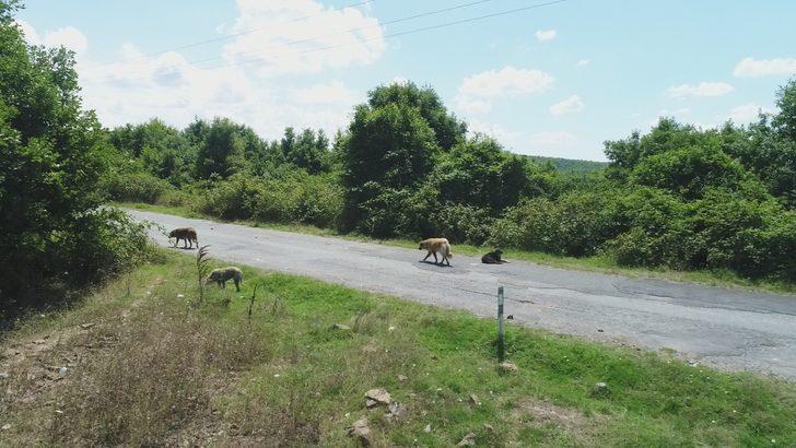  Köpekler İstanbul'daki o köyü istila etti! G3