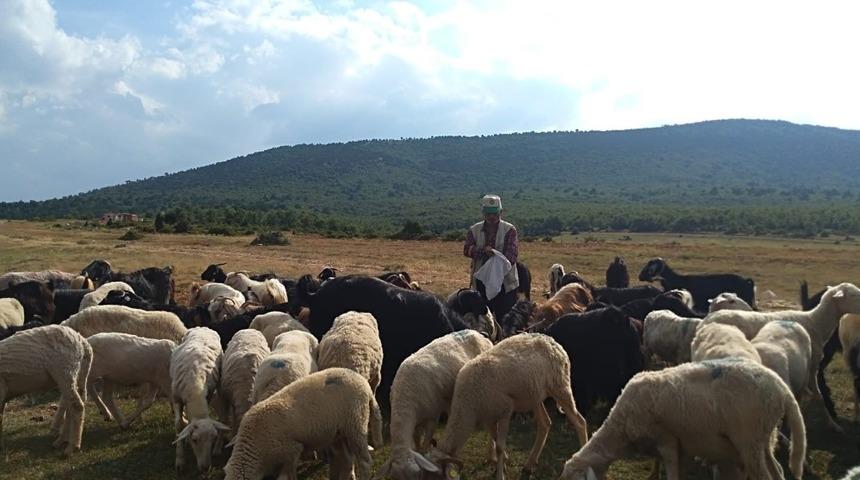 50 yıldır hayvancılıkla geçimini sağlıyor