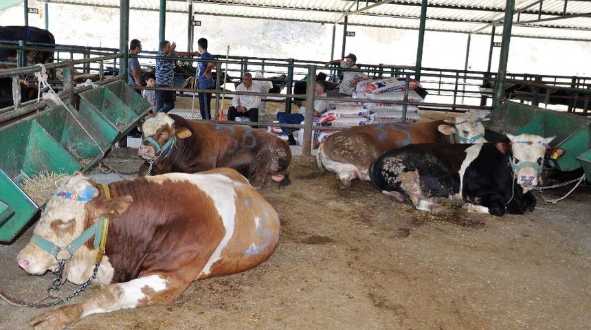 Manisa’da kurbanlık hayvan sıkıntısı yok