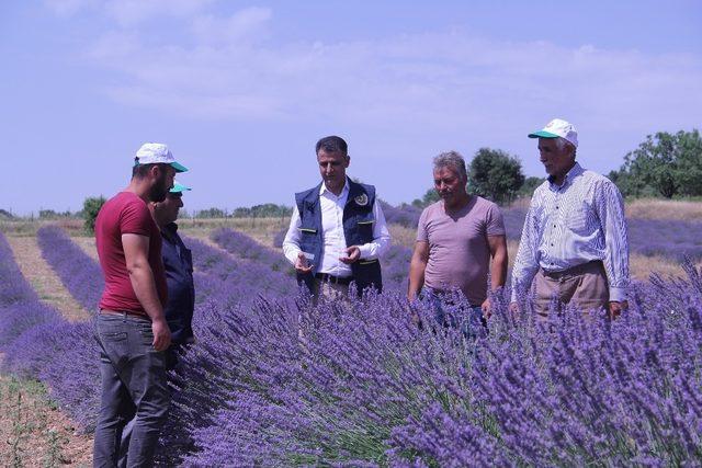 Isparta’da, OGM tarafından son 2 yılda 305 bin lavanta fidanı desteği sağlandı