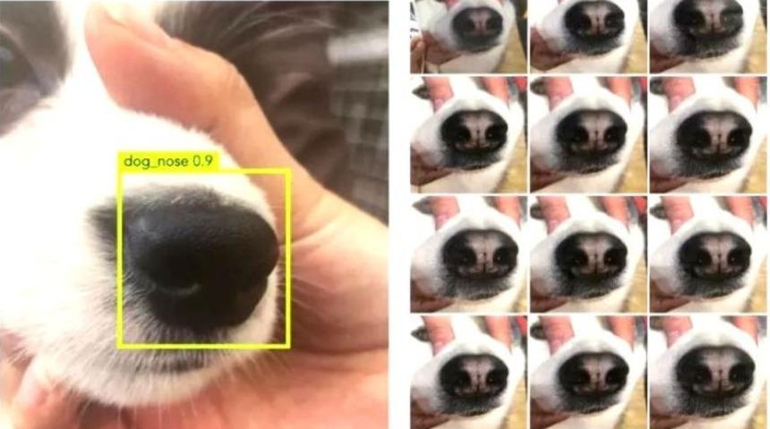 Burun izleri kullanılarak kayıp köpekler bulunabilecek! 