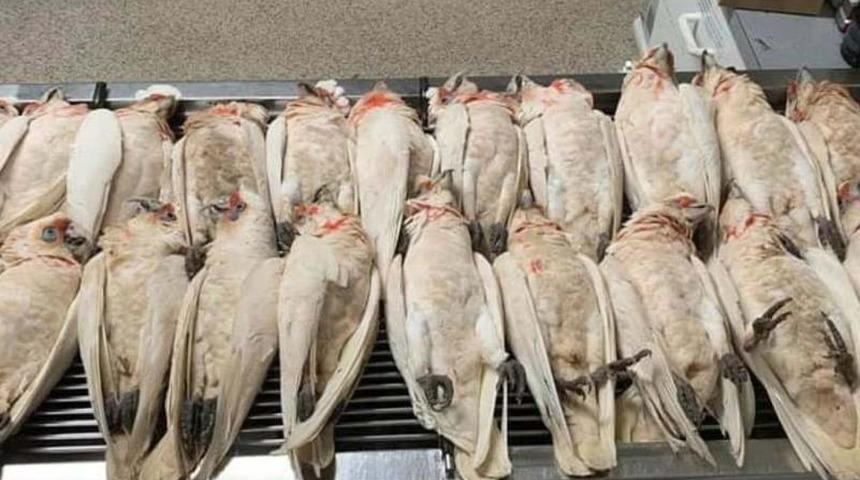 Korku filmi gibi! Gökten gözleri kanayan ve çığlık atan kuşlar yağdı