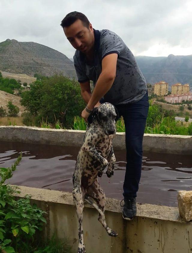 Havuza düşen köpek kurtarıldı