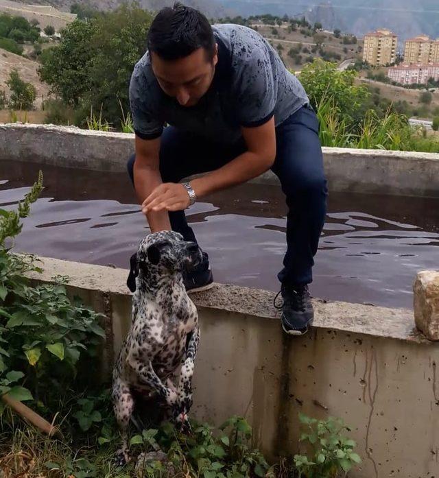 Havuza düşen köpek kurtarıldı