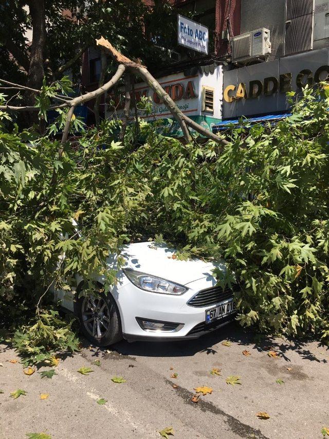 Çürüyen ağacın dalı park halindeki otomobilin üzerine devrildi