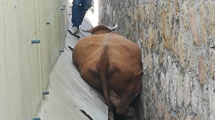 İki duvar arasına sıkışan hayvan kurtarıldı