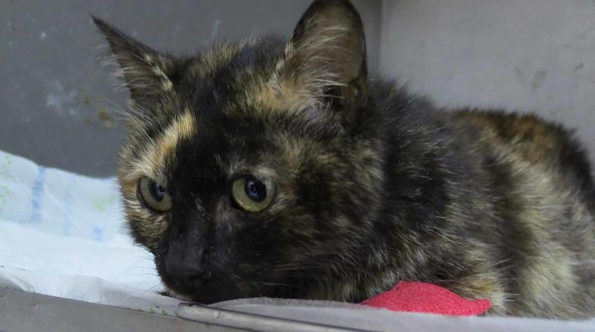 Kedi kalp masajı ve suni teneff&uuml;sle hayata d&ouml;nd&uuml;r&uuml;ld&uuml;