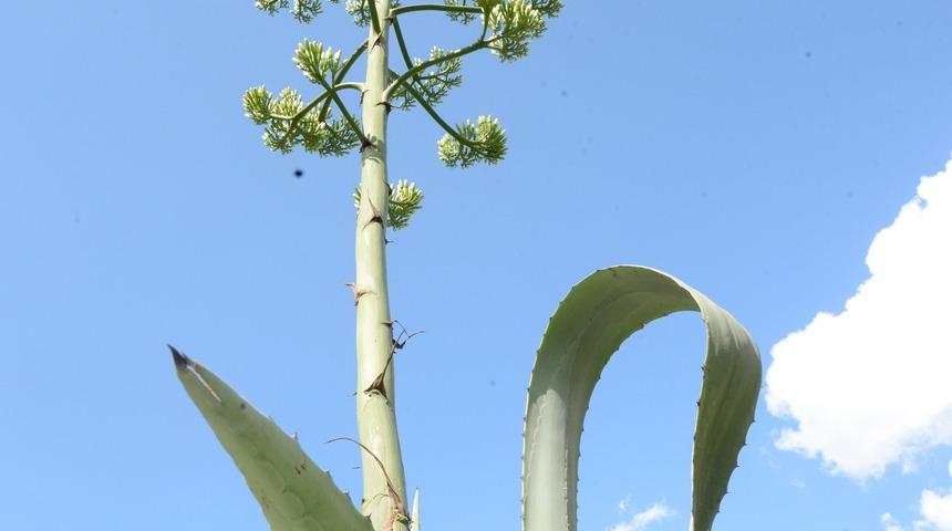Y&uuml;zyıl bitkisi 21 yıl sonra Beylikd&uuml;z&uuml;&rsquo;nde &ccedil;i&ccedil;ek a&ccedil;tı&nbsp;
