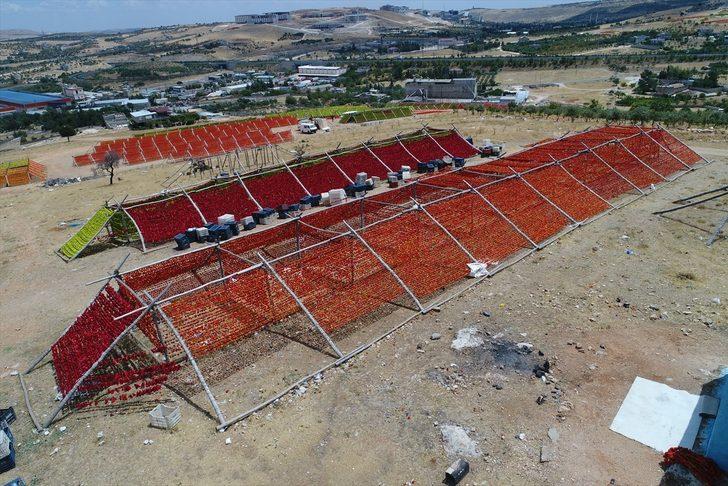 En lezzetlileri orada yetişiyor! Antep kurutmalıkları renk cümbüşü oluşturdu G2