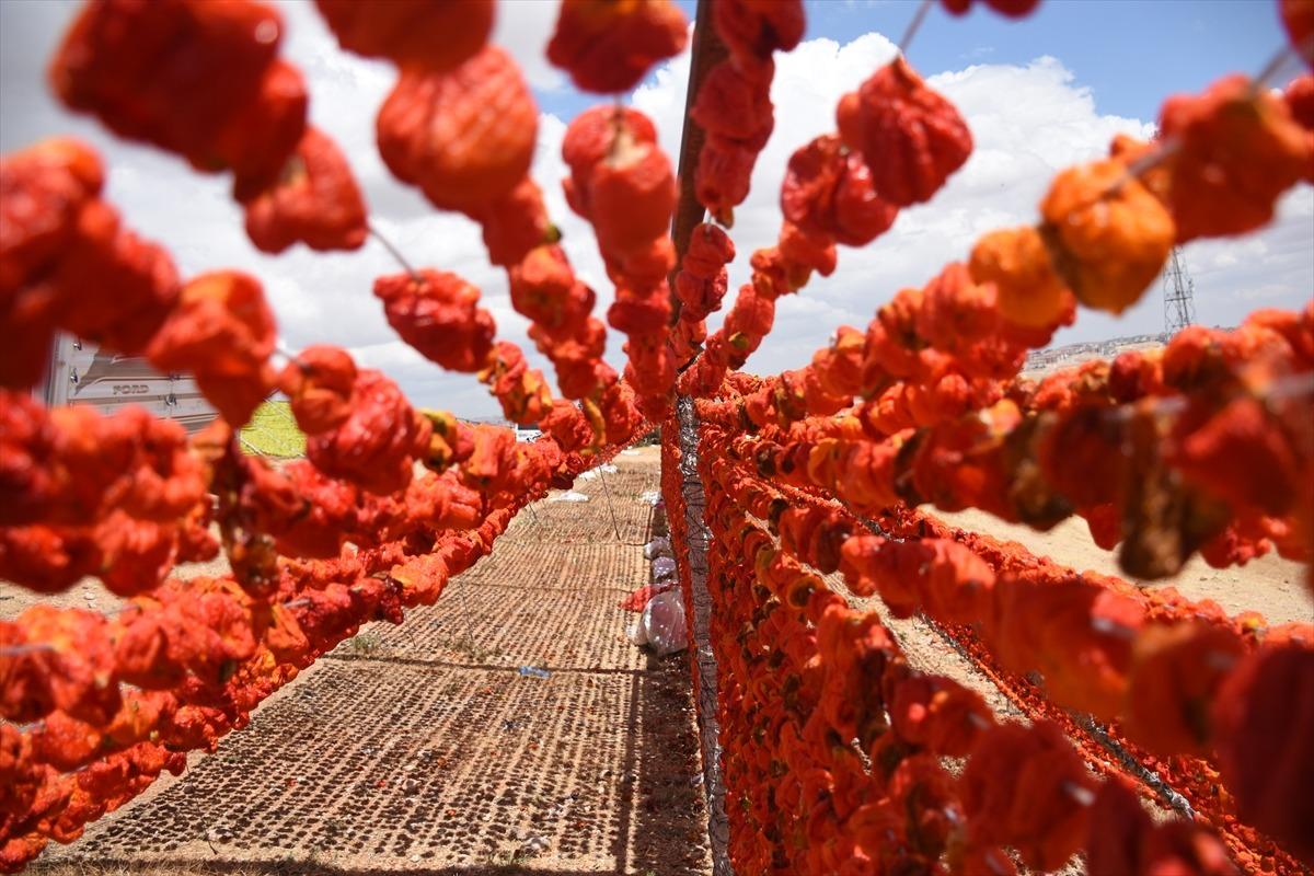 En lezzetlileri orada yetişiyor! Antep kurutmalıkları renk c&uuml;mb&uuml;ş&uuml; oluşturdu