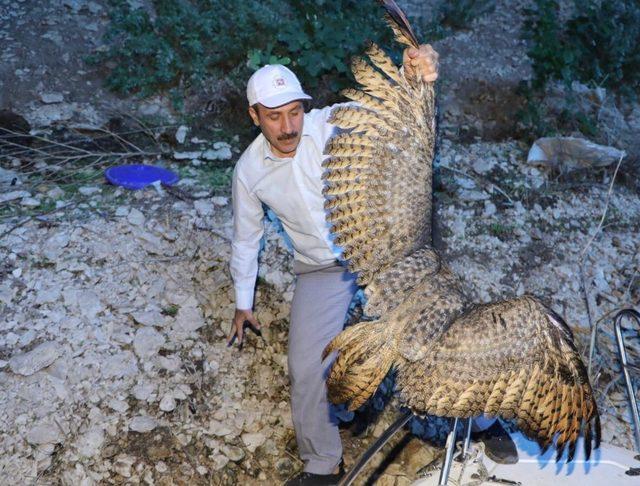 Rektör yaralı baykuşu buldu tedaviye gönderdi