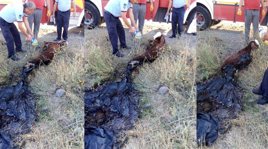 Ke&ccedil;i asfalta yapıştı, itfaiye seferber oldu