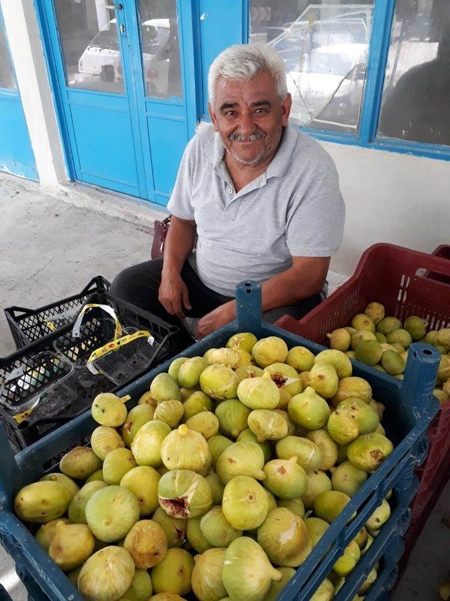 İncirde 5 bin ton rekolte bekleniyor