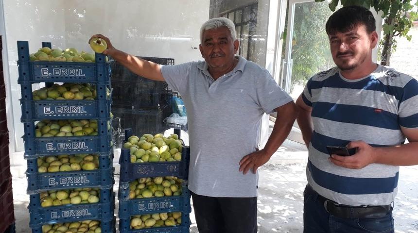 İncirde 5 bin ton rekolte bekleniyor