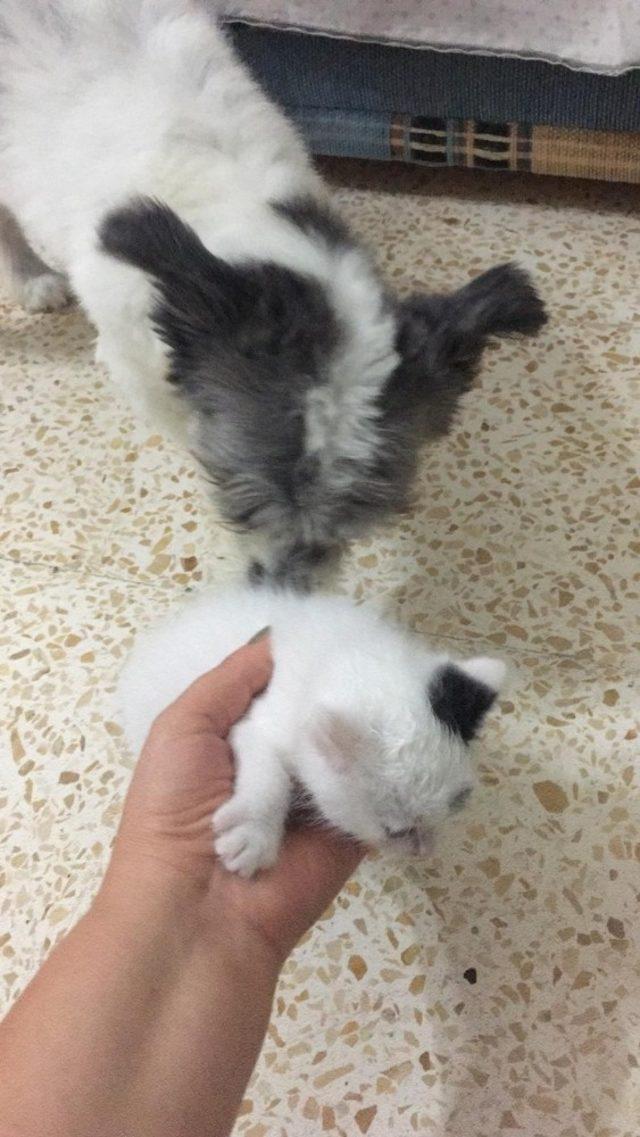 (Özel) Annesiz kalan yavru kediye köpek annelik yapıyor