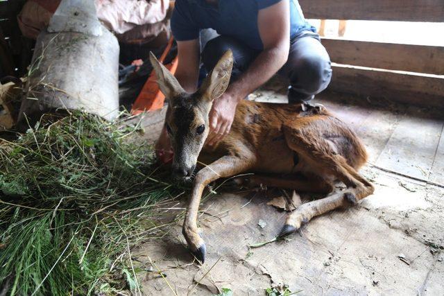 Köpeklerin saldırısına uğrayan karaca tedavi altına alındı