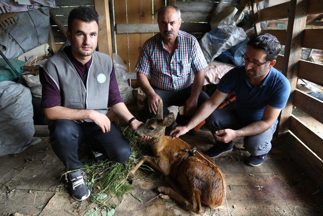 Köpeklerin saldırısına uğrayan karaca tedavi altına alındı