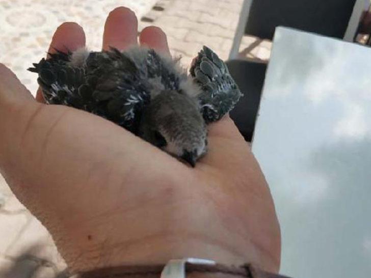 Aksaray'da ölmek üzereyken bulunan ebabil kuşu 1 ay sonra yeniden uçtu G2