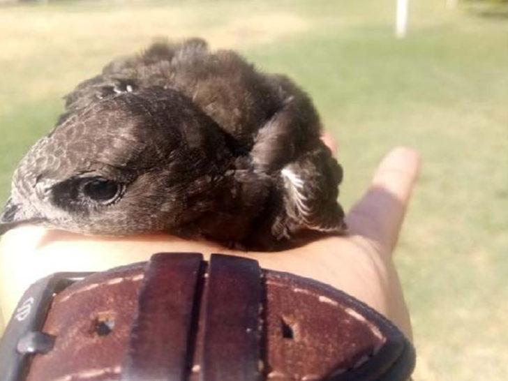 Aksaray'da ölmek üzereyken bulunan ebabil kuşu 1 ay sonra yeniden uçtu G3