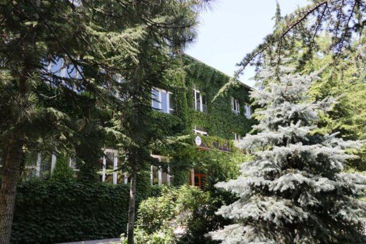 45 yıl önce dikilen sarmaşık tüm okulu sardı G1