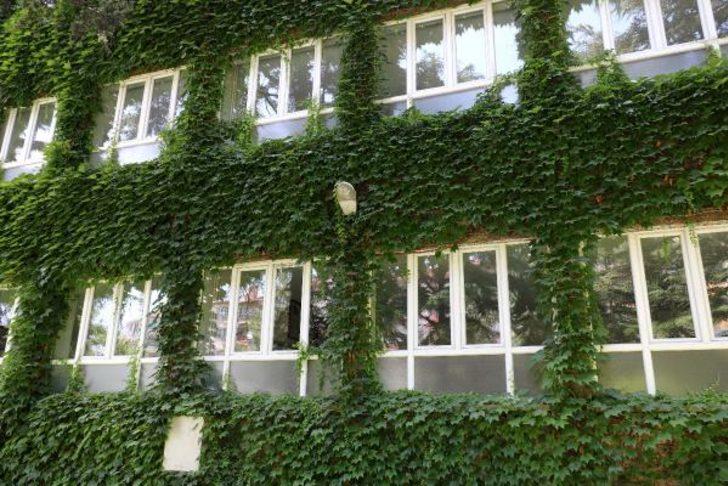 45 yıl önce dikilen sarmaşık tüm okulu sardı G2