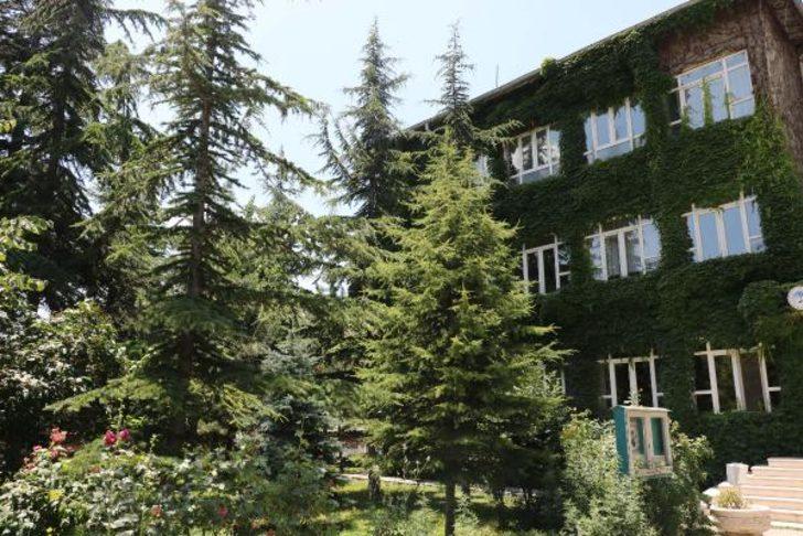 45 yıl önce dikilen sarmaşık tüm okulu sardı G3