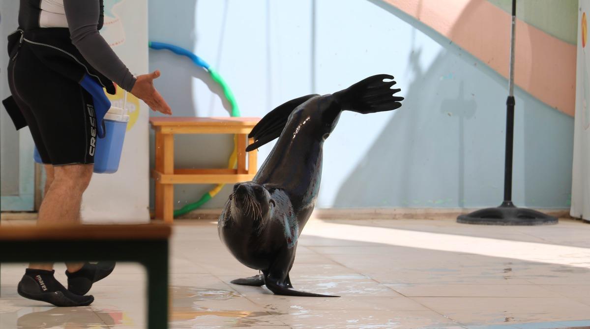 Fokun yetenekleri g&ouml;renleri şaşırtıyor