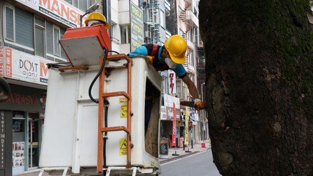 Tarihi çınar ağaçlarında bakım devam ediliyor