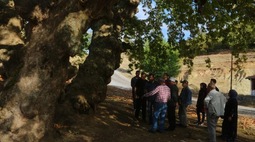 Tarihi &ccedil;ınarlar tescilleniyor