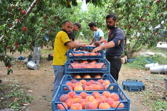 Bursa şeftalisi üreticileri fiyatlardan dertli