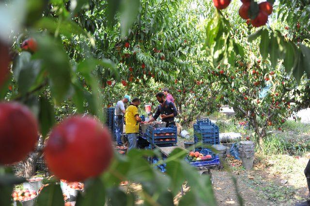 Bursa şeftalisi üreticileri fiyatlardan dertli