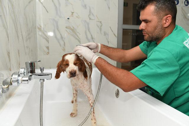 Mersin’de, Türkiye’nin ilk barınak pet kuaförü