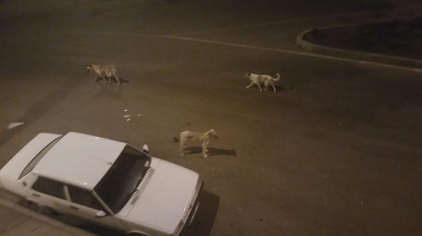 Başıboş k&ouml;pekler mahalleliyi uyutmuyor